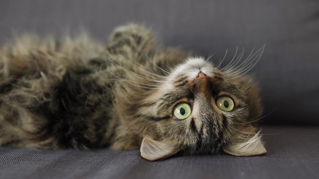 Cute tabby domestic cat lies on its back and watches the object behind the scenes