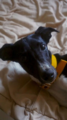 Cachorro galgo whipped tierno