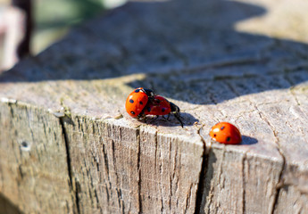ladybug having sex