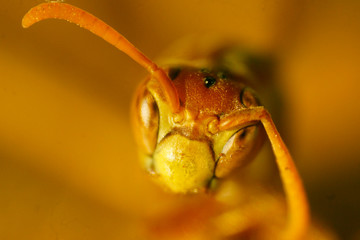 wasp on a leaf