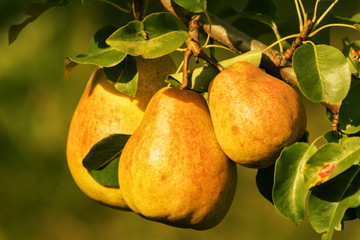 Ripe red pears hang on a branch of pears tree in the garden.