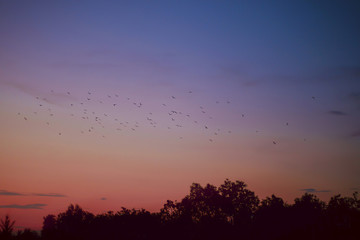 Fototapeta premium Birds against the sunset sky