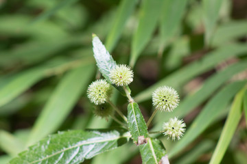 Flowers growing in the tropical forest