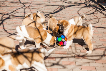 dogs play with a ball