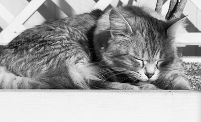 Pretty cat with long hair in relax in a garden, siberian breed