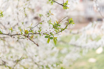 flowering cherry plum tree, cherry plum tree blossoms beautifully with white flowers in the park