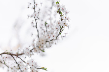flowering cherry plum tree, cherry plum tree blossoms beautifully with white flowers in the park