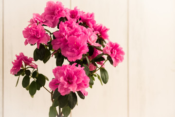 Pink azalea flower in a white pot.