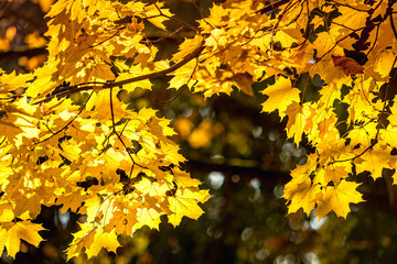 Naklejka na ściany i meble Colorful autumn foliage in the park