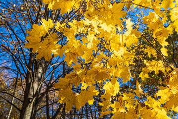 Colorful autumn foliage in the park