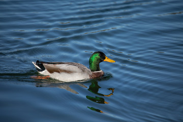 Male mallard or Wild Duck (Anas platyrhynchos)