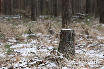 Old and rotten tree trunk in a pine forest