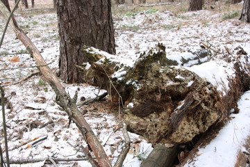 Old and rotten tree trunk in a pine forest