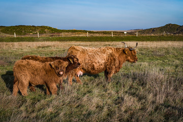 Es kann nur einen geben