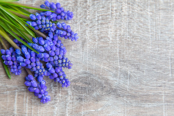 Wooden background with Grape hyacinth or Muscari with copy space