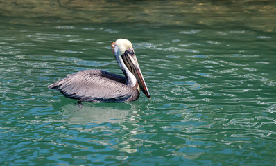 Pelican in the sea in Florida keys, USA
