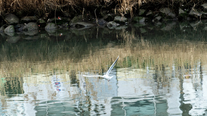 seagull