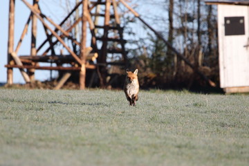 Fuchs rennt