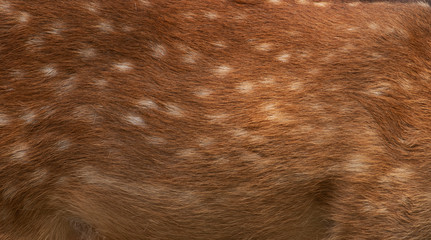Deer skin pattern white spot in picture.