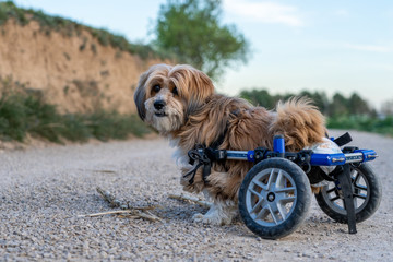 small dog with a wheelchair