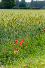 poppies on a background of field of barley