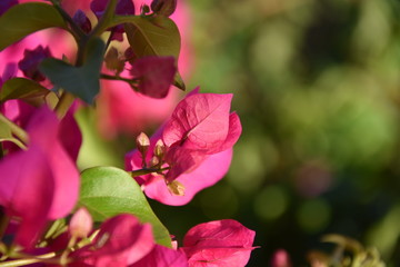 pink flower in garden