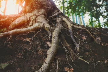 Foto op Plexiglas big old tree roots, sunny forest © zakalinka