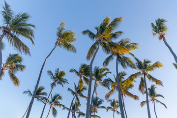 Tropical paradise, palm trees, looking up