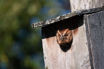 Eastern Screech Owl, Red Morph