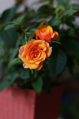 yellow, red roses in a brown pot