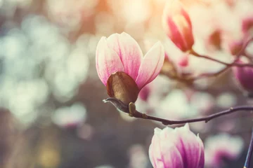 Foto op Plexiglas mooie bloeiende roze magnoliaboom over aardachtergrond, verse lentebloemenachtergrond © zakalinka