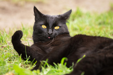 Naklejka na ściany i meble Black surprised cat portrait with funny expression showing tongue. Green grass, nature