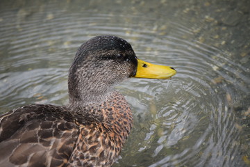 duck in the water with water droplets on its face