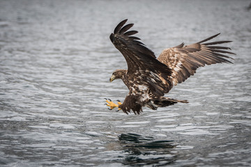 White tailed eagle in Lofoten Norway in natural habitat hunting for fish