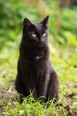 Naklejka na ściany i meble Beautiful cute bombay black cat with yellow eyes and insight look sits in green grass in nature in spring garden, meadow, lawn