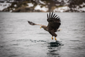 White tailed eagle in Lofoten Norway in natural habitat hunting for fish