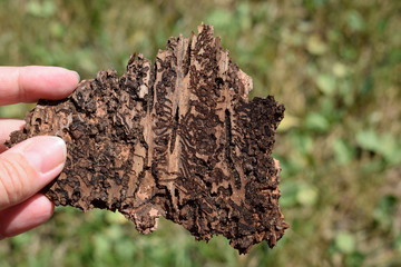 Woman holding tree bark with bark beetle traces