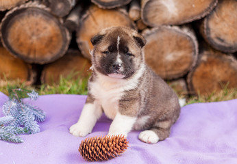 puppy american akita
