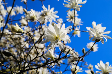 Low angle view on isolated magnolia tree with white blossoms against blue sky with cumulus clouds in spring