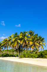 A deserted Caribbean beach showing a deep blue sky and a group of palm trees along the shore side and sandy beach by the water. 