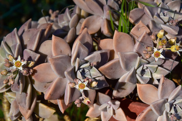 ornamental succulent plant for rock gardens