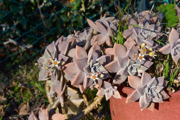 ornamental succulent plant for rock gardens