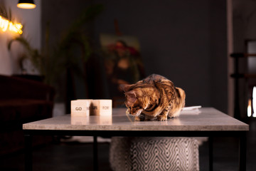 Bengal cat