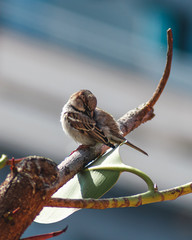 Gorrión en la naturaleza 