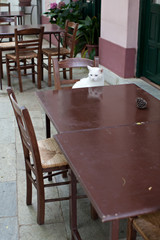 Cat on a chair in restaurant in Greek restaurant