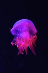 Jellyfish in neon lighting on a dark background. Close up.