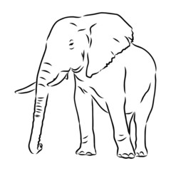 African elephant sketch 