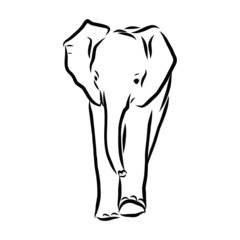 Elephant baby sketch 