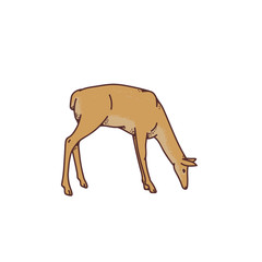 Wild deer female grazing vector outline sketch illustration isolated on white background.