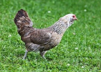 Hen is a domestic ,it lays eggs and is excellent for meat.
